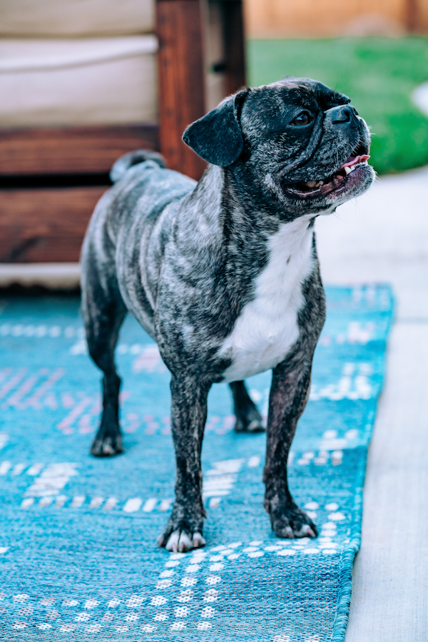 Mops Haltung | Mops Futter | TheGoodstuff Gutschein | www.rabatt-coupon.com