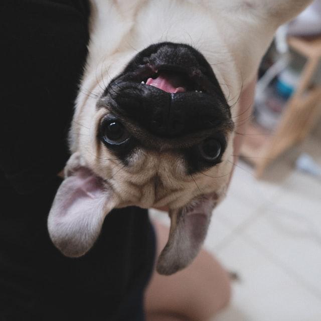 Mops Haltung | Für dein Tier Gutschein | www.rabatt-coupon.com