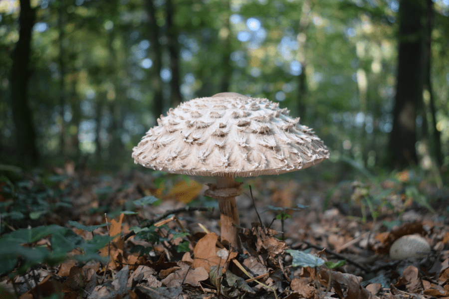 Pilze essbar | Pilze und Gesundheit | www.rabatt-coupon.com