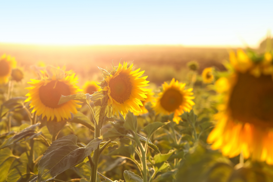 Mit dem Hop-Sport Gutschein sichert ihr euch abgesehen von den Rabatten auch noch viel Spaß bei eurer Motoparty ohne viel Aufwand. Sunflowers glowing in golden sunset light across a bright summer field.