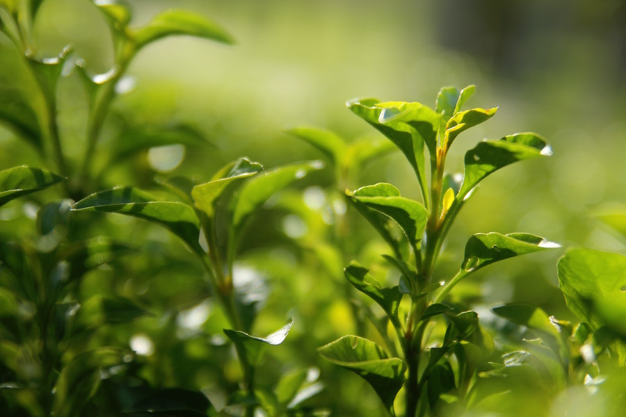 Grüner Tee Inhaltsstoffe | Kaffee und gesundheit | www.rabatt-coupon.com