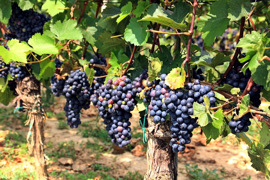 VINZERY | Rabattcoupon 