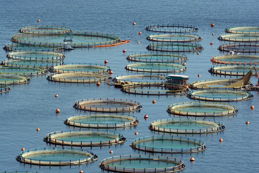 Auch der etepetete Gutschein hat Ahnung von gesunde Fischsorten. Circular fish farming cages floating in calm blue water at an aquaculture site.