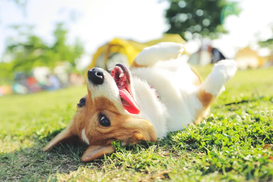 Happy corgi dog rolling on green grass in a sunny park with its mouth open playfully.