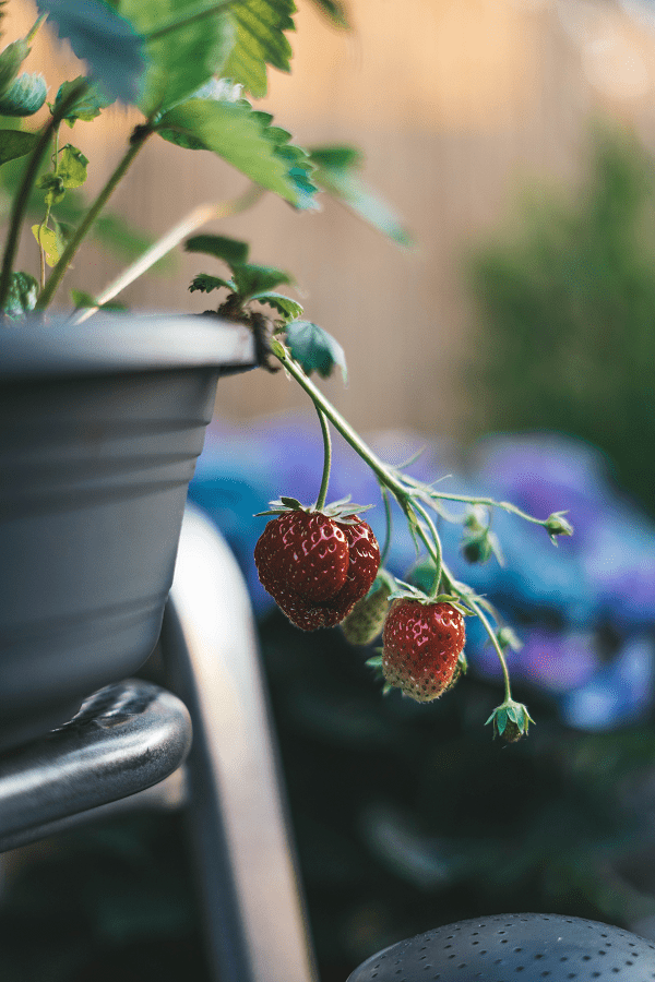 Garten anlegen Gartenkalender2022 www.rabatt-coupon.com