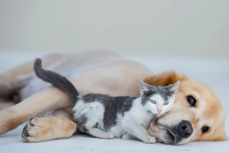 Wie gewöhnst du einen Hund an einer Katze? 3 wichtige Tipps für die Eingewöhnung 7 Hund und kleines Kätzchen liegen eng aneinander auf hellem Untergrund und wirken ruhig und vertraut.