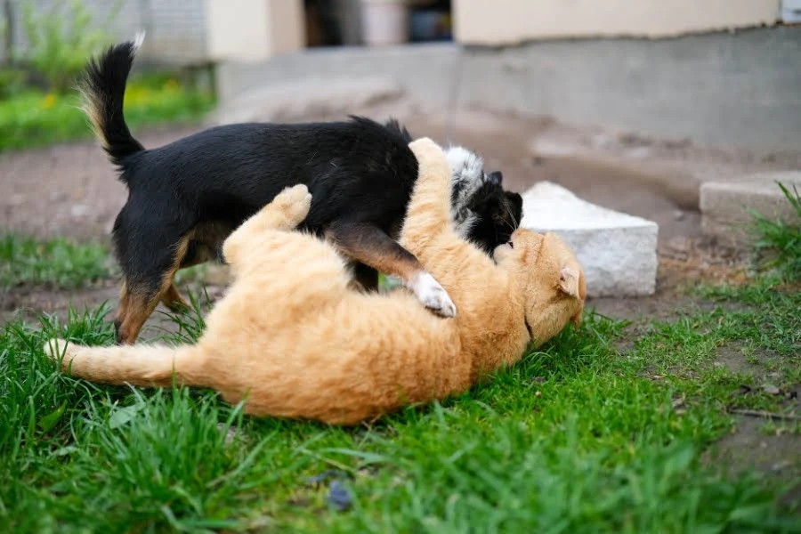 Wie gewöhnst du einen Hund an einer Katze? 3 wichtige Tipps für die Eingewöhnung 4 Schwarzer Hund und orangefarbene Katze spielen ausgelassen miteinander auf einer Wiese im Garten.