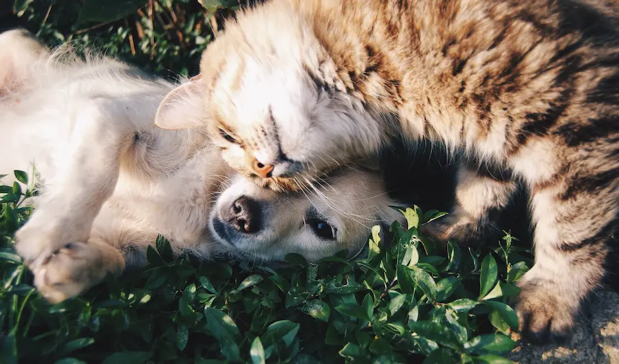 Wie gewöhne ich einen Hund an eine Katze | www.rabatt-coupon.com
