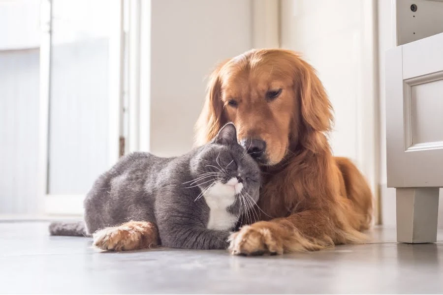 Wie gewöhnst du einen Hund an einer Katze? 3 wichtige Tipps für die Eingewöhnung 5 Golden Retriever kuschelt im Haus eng mit einer grauen Katze auf dem Boden.