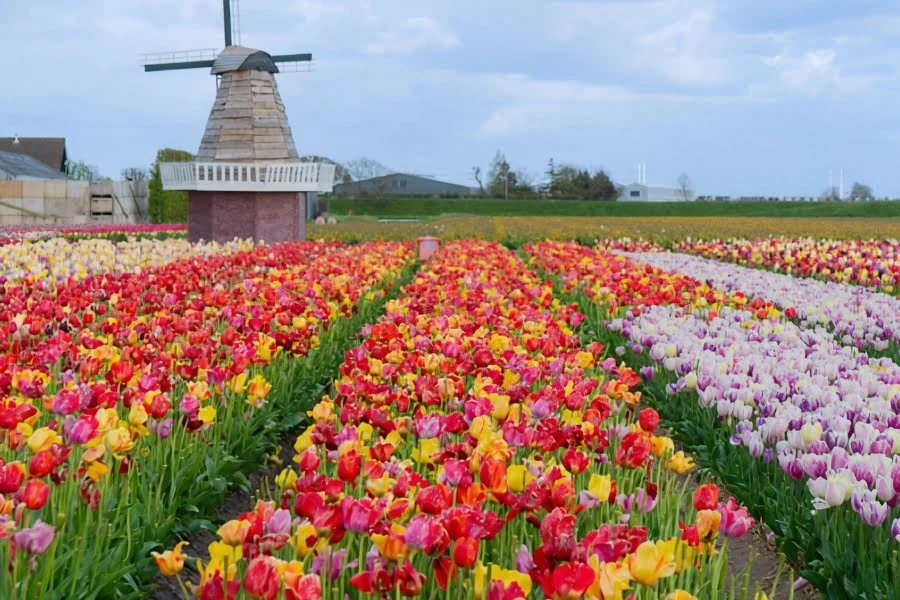 Farben, Duft und Vielfalt: So gestaltet ihr euren Garten frühlingsfit 4 Weitläufiges Tulpenfeld mit roten, gelben und weißen Blüten vor Windmühle
