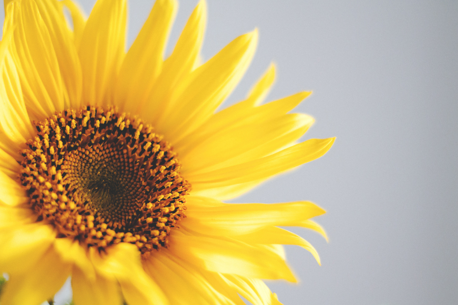 Sonnenblumenöl Sonnenblumenkerne