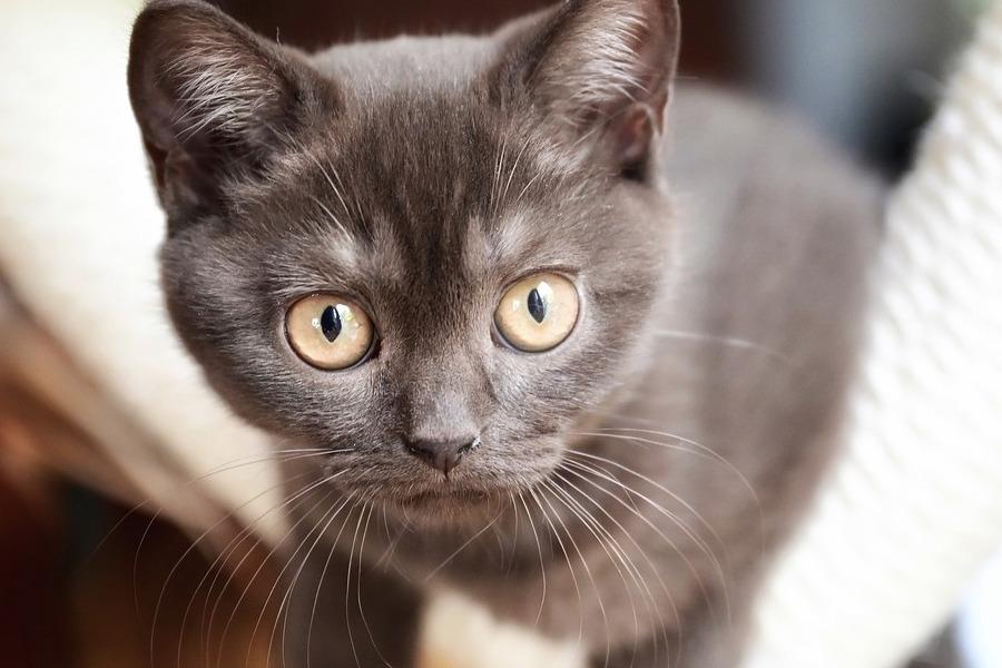 britische kurzhaarkatze | gesundes Katzenfutter | www.rabatt-coupon.com
