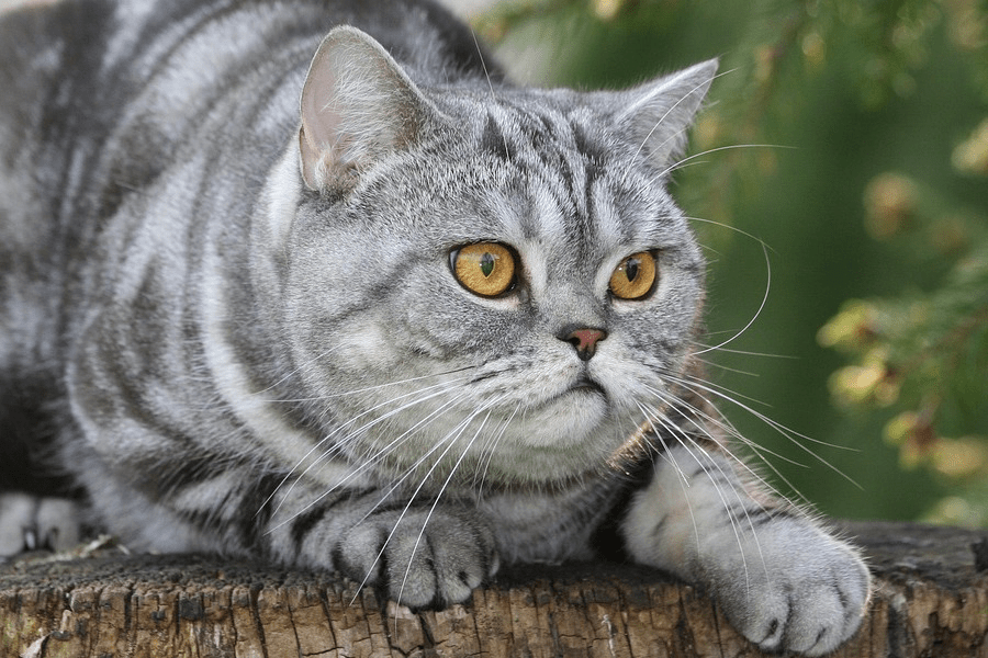 britische kurzhaarkatze | gesundes Katzenfutter | www.rabatt-coupon.com