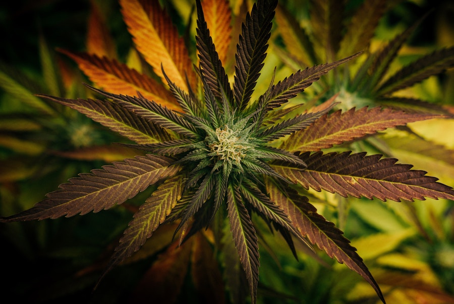 Cannabis-Legalisierung | Cannabis-Verein | www.rabatt-coupon.com