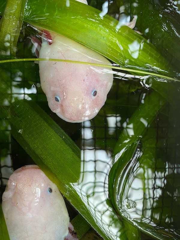 exotische haustiere | haustiere kaufen