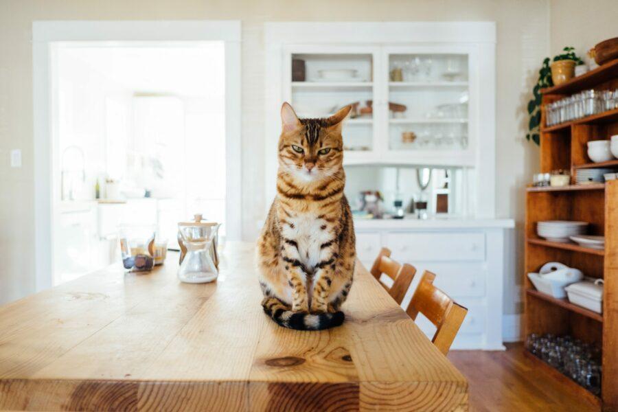 Eine braun weiß gestreifte Katze sitzt auf einem Holztisch. Im Hintergrund lässt sich eine Küche erahnen. Die Katze hockt auf ihren Hinterpfoten und schaut grimmig in die Kamera.