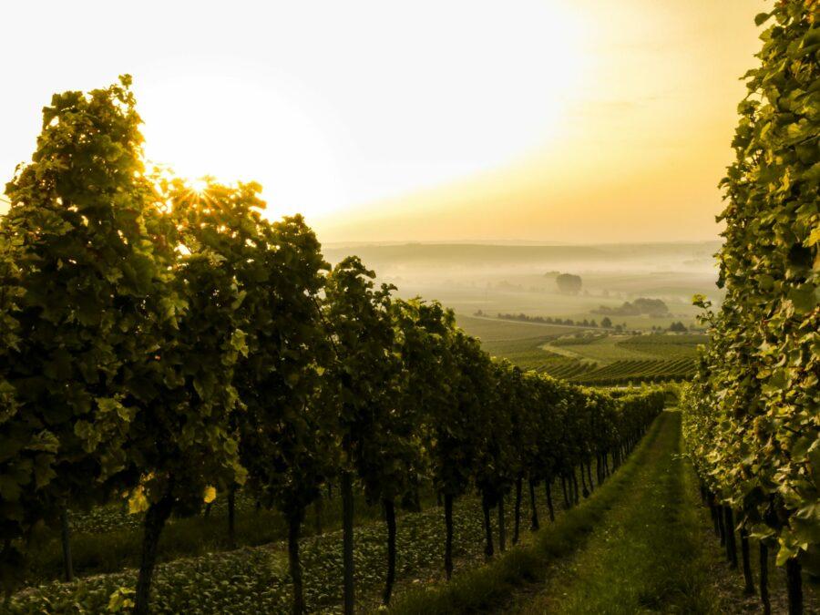 Österreichische Weine | Weine Online kaufen
