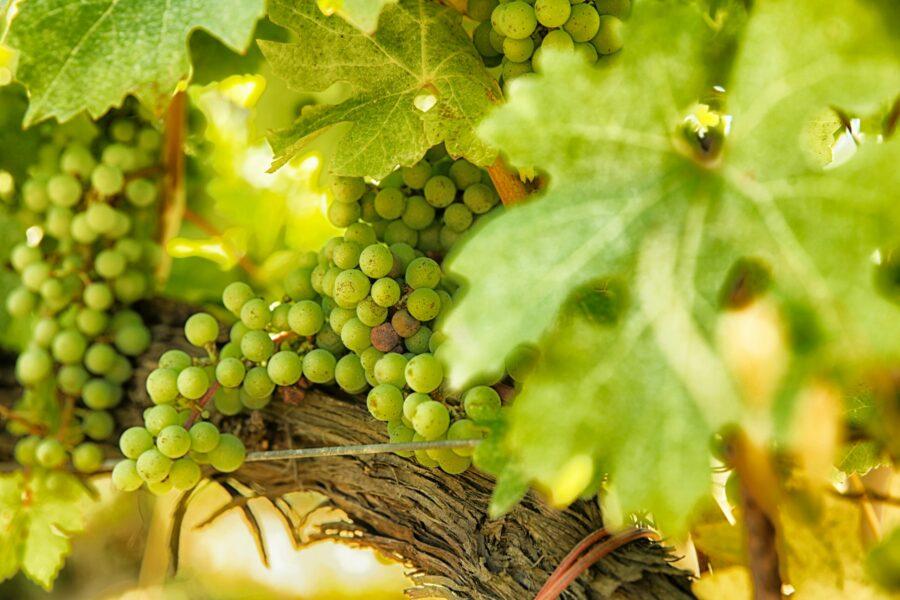 Österreichische Weine | Weine Online kaufen