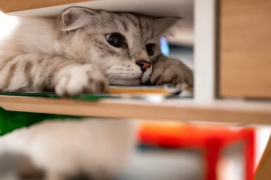 Eine graue Katze steckt ihren Kopf in ein Fach. Ihre Ohren werden dabei links und rechts zur Seite gedrückt.