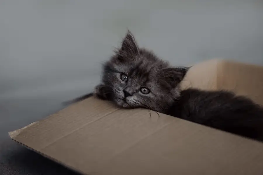 Eine dunkelbraune Babykatze sitzt in einem Karton. Die Katze hat ihren Kopf auf den Rand abgelegt.
