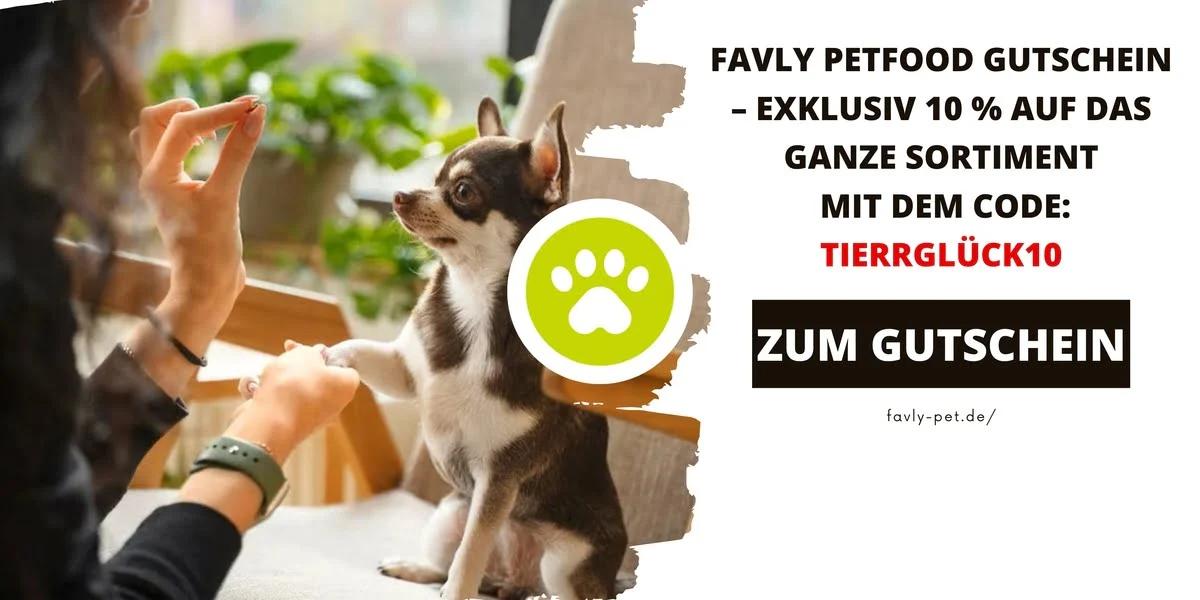 Kleiner Hund bekommt ein Leckerli von einer Person – Werbebild für einen Favly Petfood Gutschein mit Code TIERRGLÜCK10.