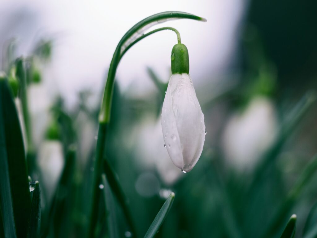 Auch im Schaltjahr beginnt der Frühling im Februar.