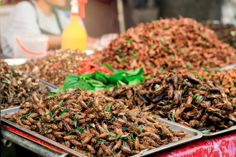 Essbare Insekten wie Grillen und Heuschrecken liegen gewürzt auf großen Metallschalen an einem Marktstand.